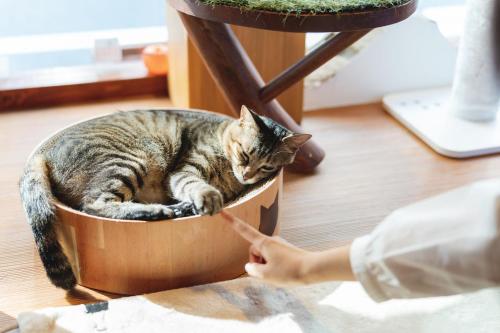 a cat laying in a pot with a person playing with a stick at Cat Spa & Cat Ryokan by Neco Republic Osaka in Osaka
