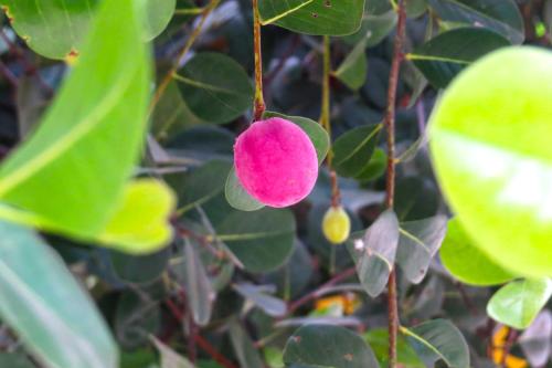 a pink flower hanging from a tree with leaves at Hotel Playa Bonita Tayrona in Buritaca