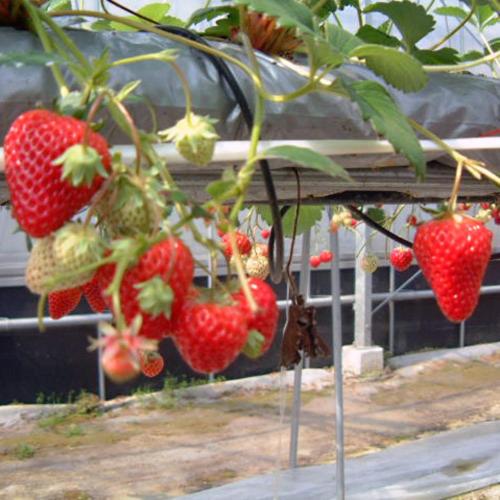 a bunch of strawberries hanging from a plant at Kyukamura Setouchi-Toyo in Saijo