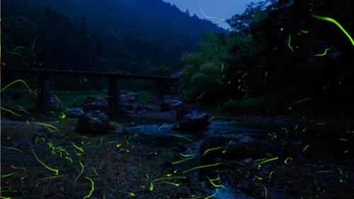 a river in the middle of a forest at night at Kyukamura Oku-Musashi in Hanno
