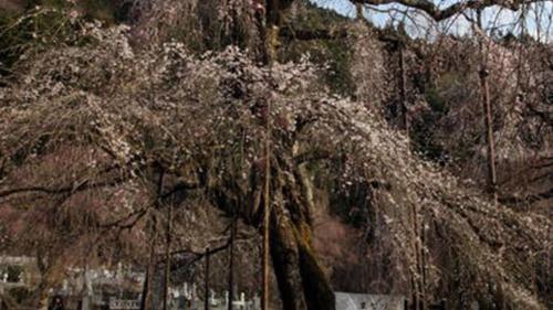 a group of trees in a park with snow on them at Kyukamura Oku-Musashi in Hanno