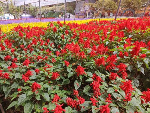 a field of red flowers in a garden at Nova Sunrise n Mountain view Hilltop Hotel apartment in Nova Cameron Highlands in Brinchang