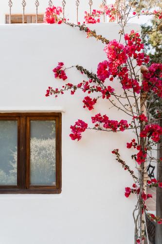 a branch of pink flowers in a vase next to a window at Can Vistabella Boutique Resort in San Antonio
