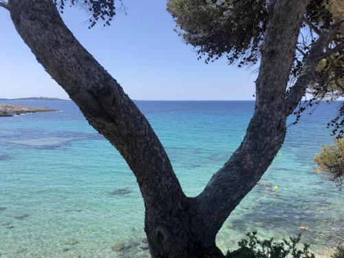 a tree with the ocean in the background at LES BAUX 2 Sanary sur mer in Sanary-sur-Mer