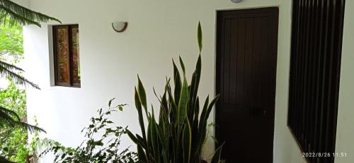 eine schwarze Tür und eine Pflanze vor einem Haus in der Unterkunft Damontanha 2 in Ribeira Grande
