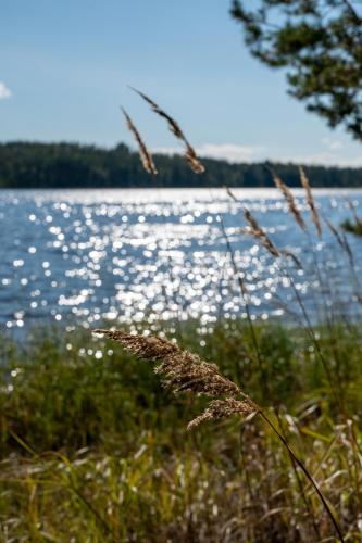 a view of a body of water with tall grass at Saimaan Kultaranta in Puumala