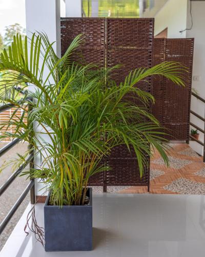 a potted plant sitting on a table on a balcony at Villas Mapache del Caribe in Puerto Viejo