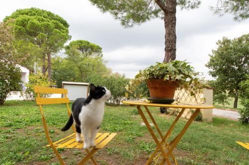 a black and white cat sitting on a chair next to a table at Campanacci Agriturismo in Faenza