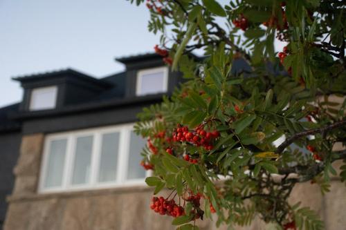 uma árvore com bagas vermelhas em frente a uma casa em Casal dos Netos em Penhas da Saúde