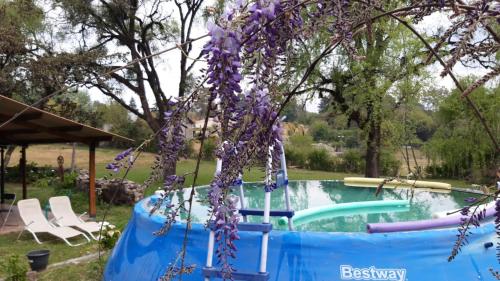 um ramo de flores roxas pendurado numa árvore junto a uma piscina em Casa del Cerro San Javier em Yerba Buena