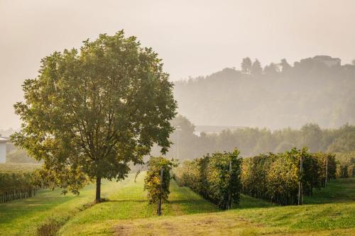 a tree in a field next to a row of vines at Villa Clementina - Prosecco Country Hotel in San Pietro di Feletto