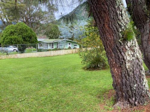 a tree in a yard next to a house at Los Alessandria in Cerro Punta