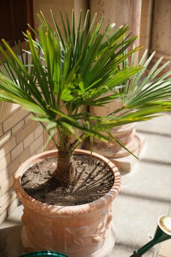 a plant in a pot sitting on a table at Hotel Schloss Neetzow in Neetzow