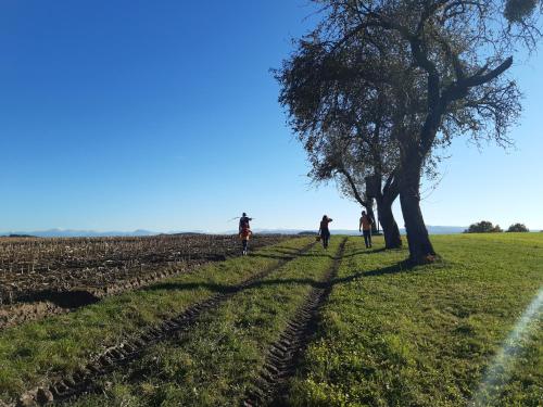 a group of people walking in a field next to a tree at Große Altbauwohnung auf dem Land in Kallham