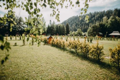 a vineyard with a bunch of vines in a field at Pensiune și Camping Patru - Gheorgheni in Gheorgheni