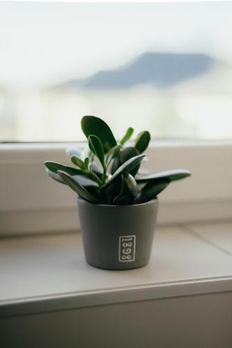 a green plant sitting on a window sill at Apartmán Martin in Poprad