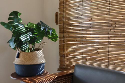 una planta sentada en una mesa junto a una ventana en 3B Wellness Hostel, en Playa del Carmen