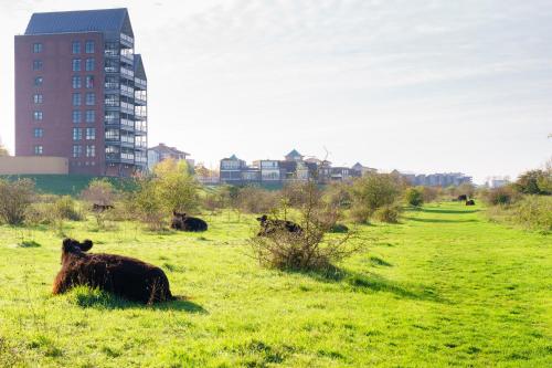 a group of cows laying in a field of grass at B&B De Boskamp in Tegelen