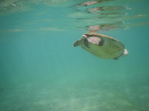 a green sea turtle swimming in the water at Turtle Bay Beach Resort in Mirissa