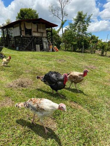 a group of chickens walking around in a field at Cabaña Alcaravanes. in San Vicente de Chucurí
