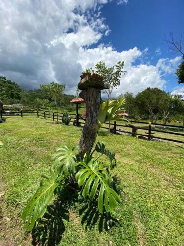 a tree in the middle of a field at Cabaña Alcaravanes. in San Vicente de Chucurí
