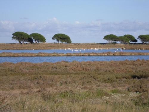 a group of birds sitting on the water in a field at B&B La Collina in Posada
