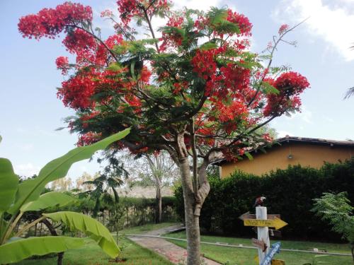 a tree with red flowers in front of a house at Hotel Enseada Maracajaú in Maracajaú