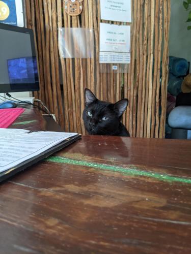 a black cat sitting on top of a wooden table at The Green Village Boutique Hotel in Playa del Carmen