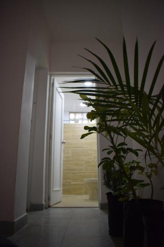a hallway with a potted plant in front of a door at Serrania Hostal in Medellín