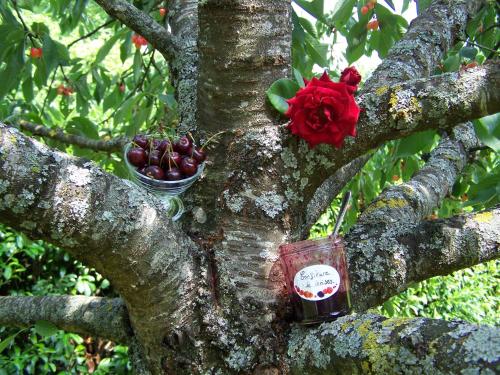 a tree with a red flower in a tree at Hôtel Le Verger in Saint Laurent Nouan