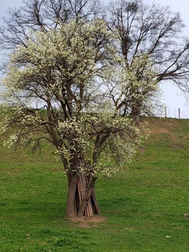 a tree in the middle of a field at CASUTA CU FLORI in Vîlcele