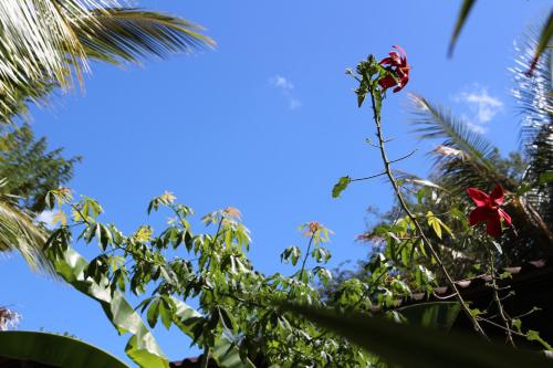 a red flower on a tree with the sky in the background at Quinta Esencia in Brasilito