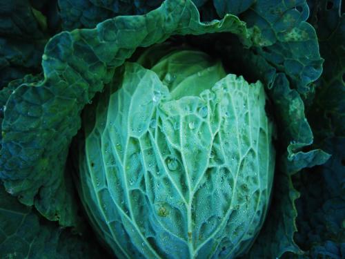 a close up of a green lettuce at Agriturismo Al Marnich in Schignano