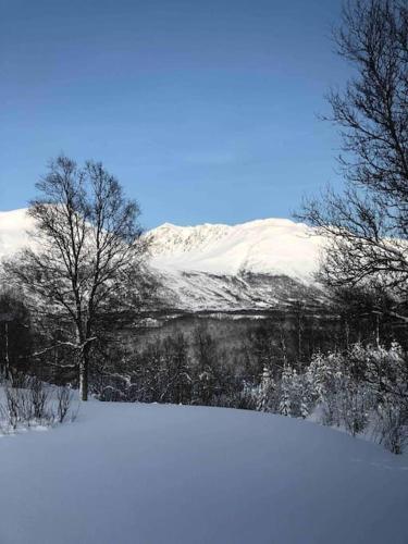 a snow covered field with trees and a snow covered mountain at Mountainside Lodge - Breivikeidet in Tromsø