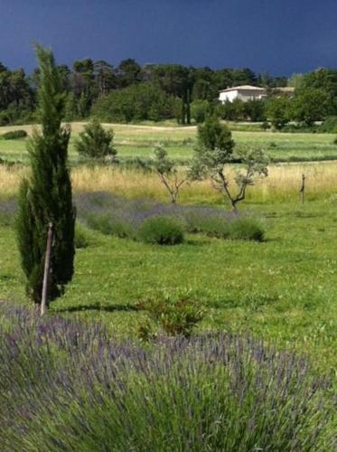 a field of grass with purple flowers and trees at Studio Indépendant Drôme Provençale in Puygiron