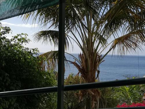 a view of the ocean from a window with a palm tree at Villa Formosa in Funchal
