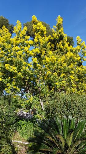 a tree with yellow flowers on a hill at Rez-de-chaussée dans grand jardin provençal, à la villa Tatiana in Antibes