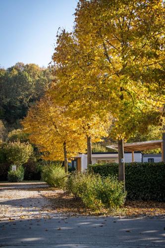 a group of trees with leaves on the side of a road at Albavillage Hotel Wellness & Camping in Alba