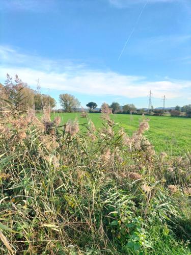 a field with tall grass and weeds in a field at L'oca Nera in Chiusi