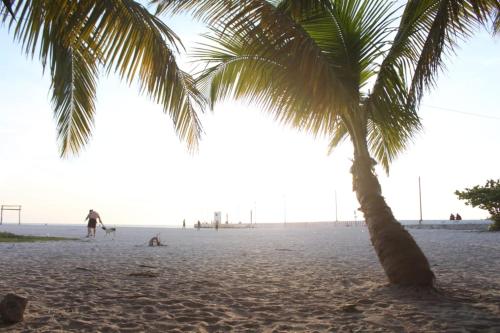 塞萊斯頓的住宿－Cabañas Camping Ria Celestun，海滩上一棵棕榈树,有一个人和狗