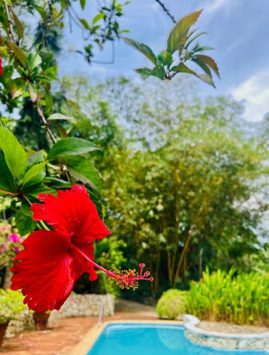 a red flower hanging from a tree next to a pool at Whispering House in Tangalle