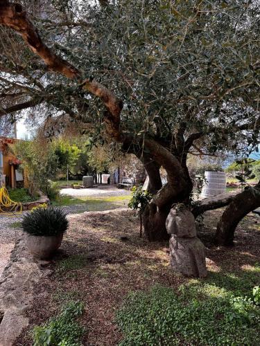 a tree with a stone bear sitting under it at Agriturismo Conca' e Janas in Dorgali