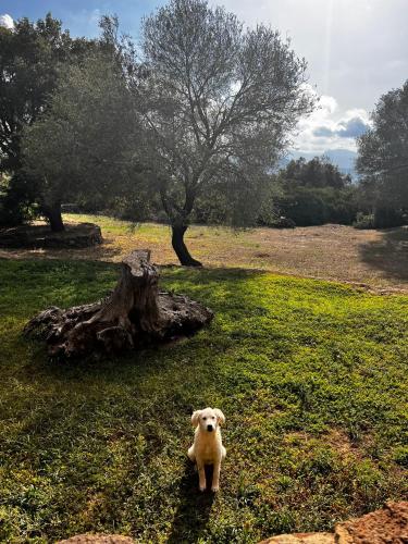 a white dog standing in the grass in a field at Agriturismo Conca' e Janas in Dorgali
