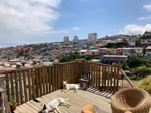two cats on a deck with a view of a city at Hostal brons in Valparaíso