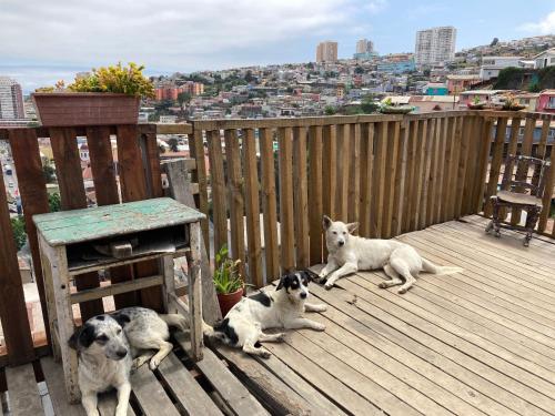 a group of three dogs laying on a wooden deck at Hostal brons in Valparaíso