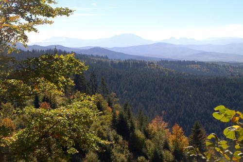 a view of a forest with mountains in the background at Zabola Estate - Transylvania in Zăbala