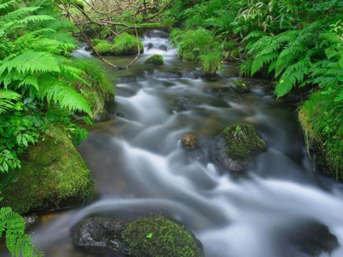 a stream in a forest with rocks and trees at Kyukamura Oku-Daisen in Daisen