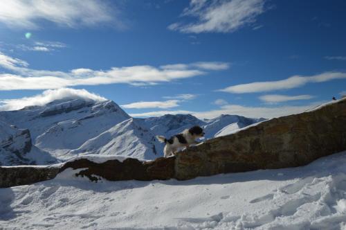 a dog standing on top of a wall in the snow at Posada La Vieja Escuela in San Roque de Ríomiera