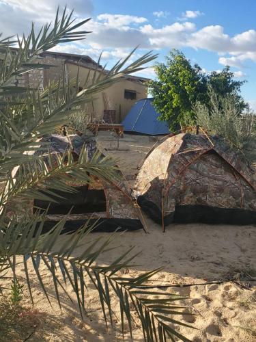 錫瓦的住宿－2 pers tent，几顶帐篷和一棵棕榈树