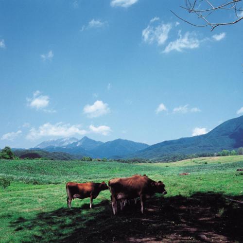 two cows standing in a field with mountains in the background at Kyukamura Hiruzen-Kogen in Maniwa